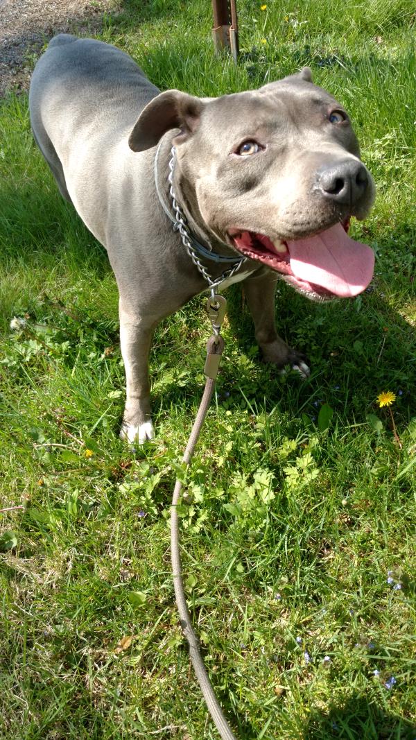 /images/uploads/griffin pond animal shelter/loveyourpet2018/entries/6584thumb.jpg